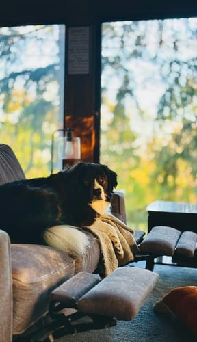 Dog relaxing on armchair in a cozy living room